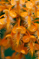 Yellow Fringed Orchid - 6051