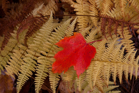 FFM - Maple leaf on fern -8021