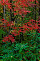 Great Smoky Mountains-7626