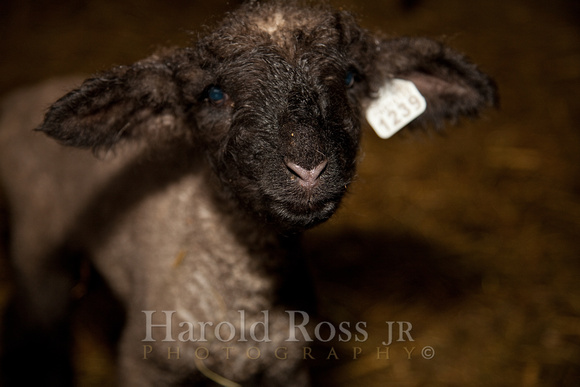 Baby Farm Animals-3729