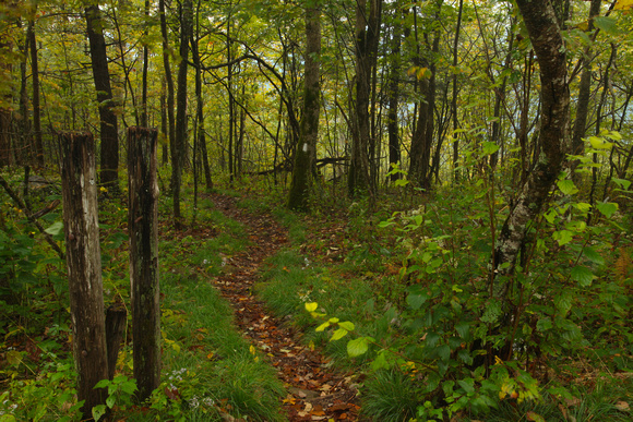 Appalachian Trail - Unaka Mtn