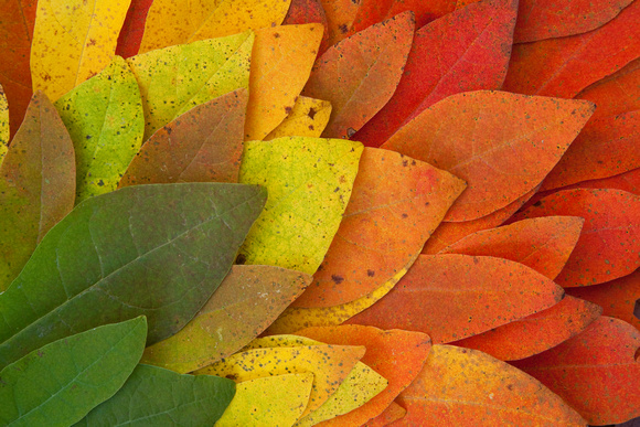 Spectacular Leaf Colors of Fall