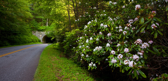 Great Rhododendron Blooming on Blue Ridge Parkway 7275