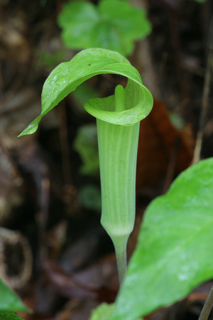 WF - Jack In a Pulpit -7719