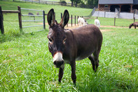 Donkeys-6628