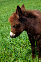 Donkeys-6565
