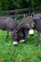 Donkeys-6512