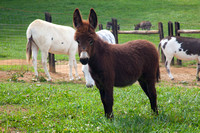 Donkeys-6634
