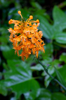 Yellow Fringed Orchid - 6045