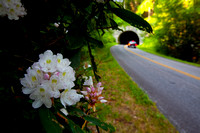 Great Rhododendron Blooming on Blue Ridge Parkway 7307
