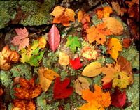 Fall Leaves Mossy Rock 1XH
