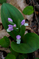 PC -Showy Orchis -4689