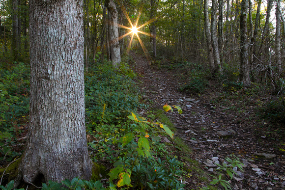 Unaka Mtn - Appalachian trail