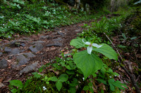 Porters Creek Trail