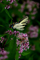 August Monarch  2010-0330