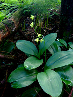 WF - Bluebead Lily