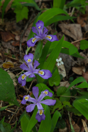 Dwarf Crested Iris - 4737