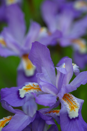 Dwarf Crested Iris - 4794