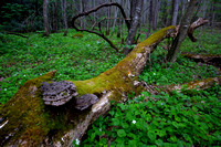 FWB - 3080Lower Higgins Creek