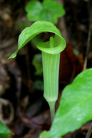 WF - Jack In a Pulpit -7719