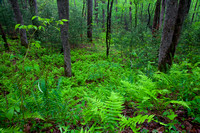 Hazel Creek -4195