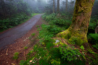 Roan Mtn- Cloudland Trail 2011-8683