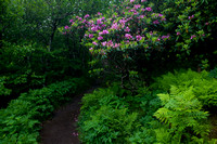 Craggy Gardens-Rough Ridge-Raon Mtn-5019