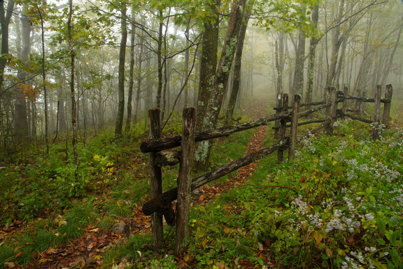 Appalachian Trail - Unaka Mtn